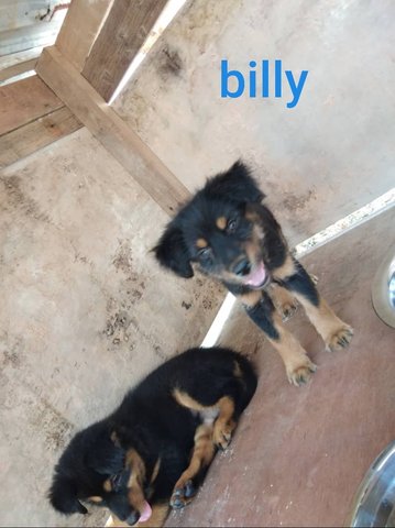 Billy  - English Shepherd Mix Dog