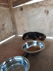 Billy  - English Shepherd Mix Dog