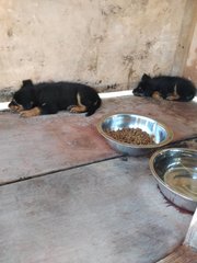 Billy  - English Shepherd Mix Dog