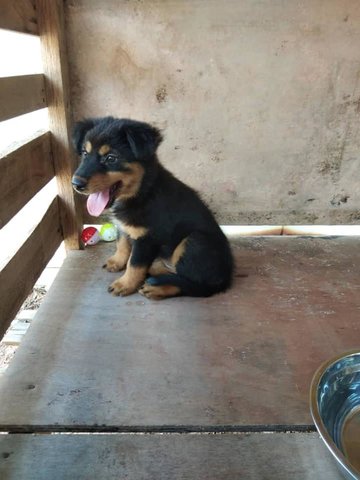 Mona - English Shepherd Mix Dog