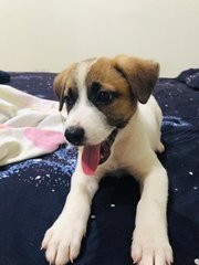 Sunshine - Jack Russell Terrier Mix Dog