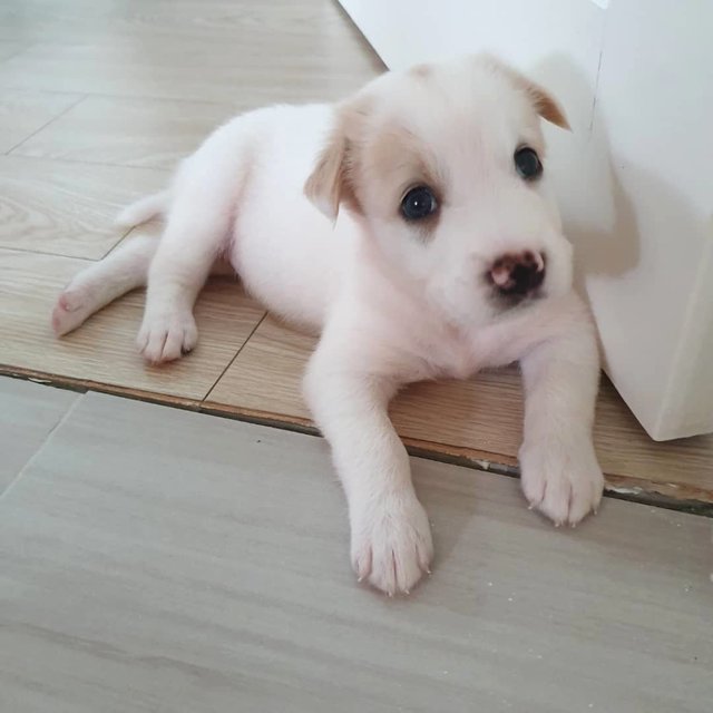 Baby - Mixed Breed Dog