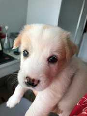 Baby - Mixed Breed Dog