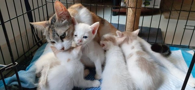 Kittens - Calico + Tabby Cat