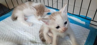 Kittens - Calico + Tabby Cat