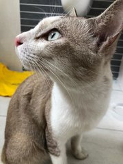 Hafu  - Domestic Short Hair Cat