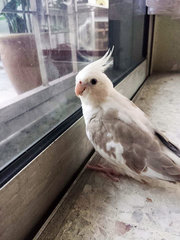 Coffee - Cockatiel Bird