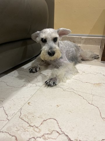 Corbin - Schnauzer Dog