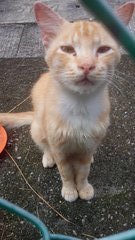 Creamy  - Domestic Medium Hair Cat