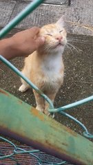 Creamy  - Domestic Medium Hair Cat