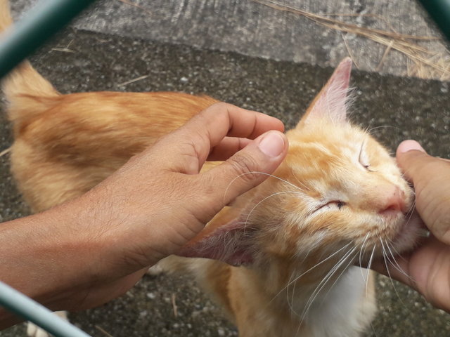 Creamy  - Domestic Medium Hair Cat