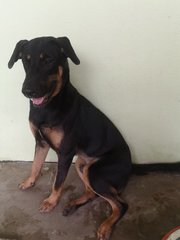 Pepsi - Mixed Breed Dog