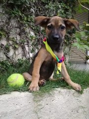 Roxy - Mixed Breed Dog