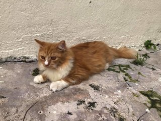 Cheddar - Persian Cat