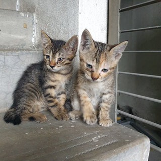 Fluffy And Whiskers - Domestic Short Hair Cat