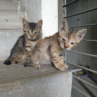 Fluffy And Whiskers - Domestic Short Hair Cat