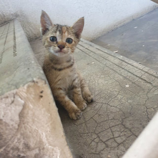 Fluffy And Whiskers - Domestic Short Hair Cat