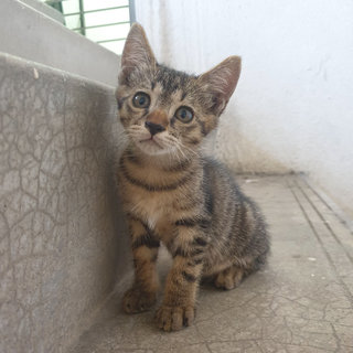 Fluffy And Whiskers - Domestic Short Hair Cat