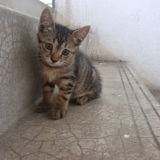 Fluffy And Whiskers - Domestic Short Hair Cat