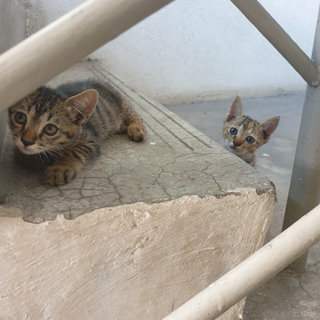 Fluffy And Whiskers - Domestic Short Hair Cat