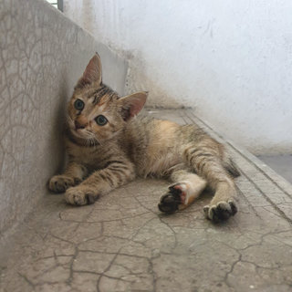 Fluffy And Whiskers - Domestic Short Hair Cat