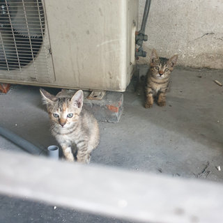 Fluffy And Whiskers - Domestic Short Hair Cat