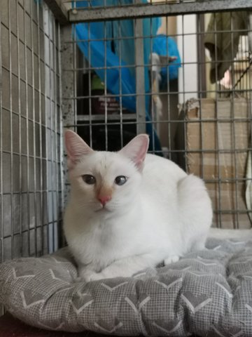 White Cat (Female Smudge Lord)  - Domestic Short Hair Cat