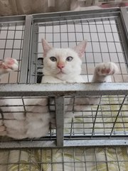 White Cat (Female Smudge Lord)  - Domestic Short Hair Cat