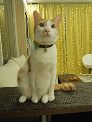 Fabio - Domestic Short Hair Cat