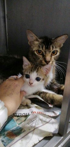 Mummy And Baby! &gt;(^-^)&lt;   - Domestic Short Hair Cat