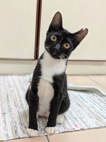 Angus - Domestic Short Hair + Tuxedo Cat