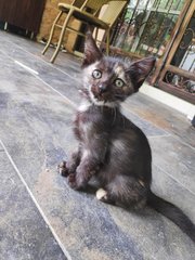 Heijin - Domestic Short Hair Cat