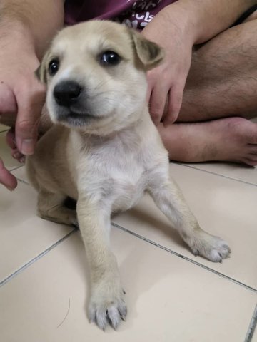 Ash And Coco - Mixed Breed Dog