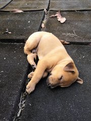 Ash And Coco - Mixed Breed Dog