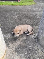 Ash And Coco - Mixed Breed Dog