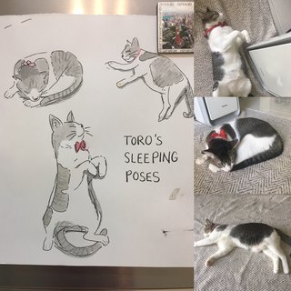 Toro G. - Domestic Short Hair Cat