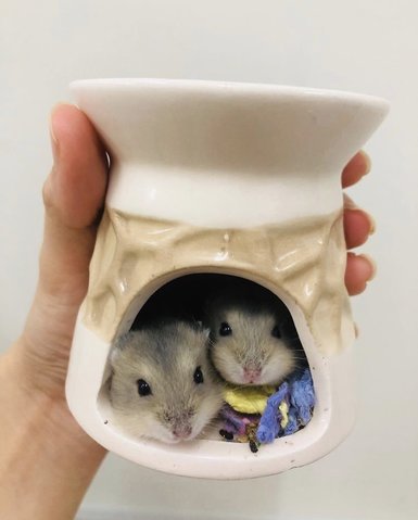 PF99196 - Short Dwarf Hamster + Striped Hamster Hamster