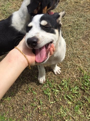 Shadow - Mixed Breed Dog