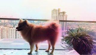 Troy - Pomeranian Dog