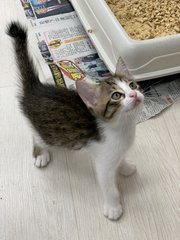 Miu Miu (Mew Mew) - Domestic Short Hair Cat