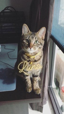 Luna - Domestic Short Hair Cat