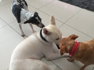 Kimi (left) and Chini (right) are always together. Kimi’s head is so tiny compared to white doggy.