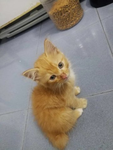 Orange Brown Fur Kitty - Domestic Medium Hair Cat