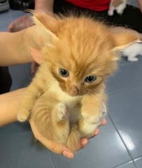 Orange Brown Fur Kitty - Domestic Medium Hair Cat