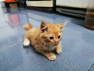 Orange Brown Fur Kitty - Domestic Medium Hair Cat