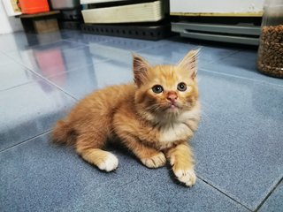 Orange Brown Fur Kitty - Domestic Medium Hair Cat