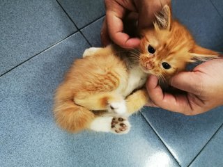 Orange Brown Fur Kitty - Domestic Medium Hair Cat