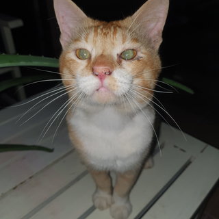 Ginger Boo - Domestic Medium Hair Cat