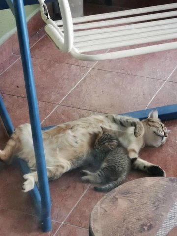 A Mother And Her Baby - Domestic Short Hair Cat