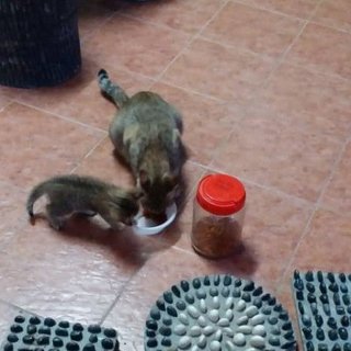 A Mother And Her Baby - Domestic Short Hair Cat